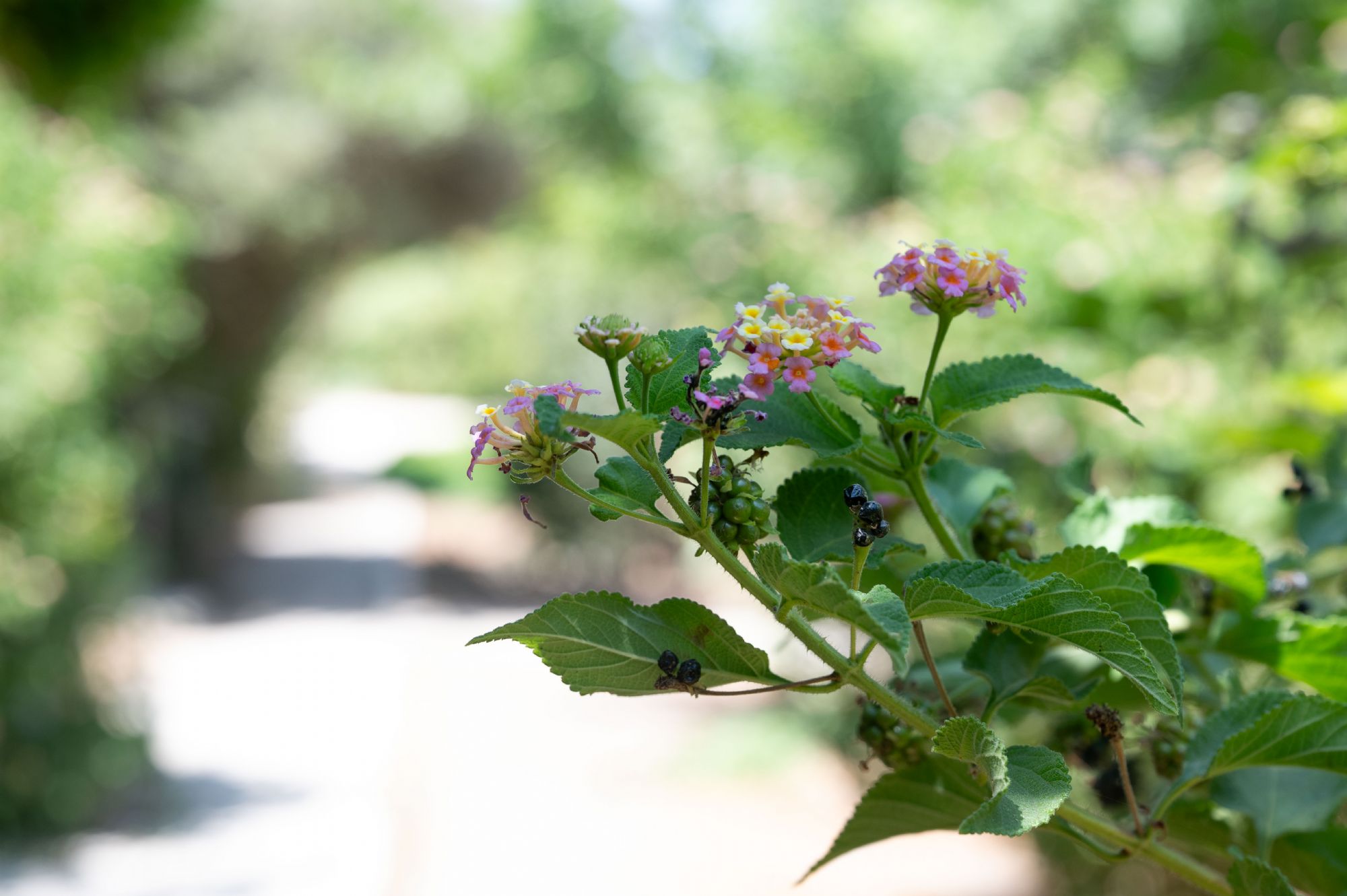 Midreshet Ein HaNatziv